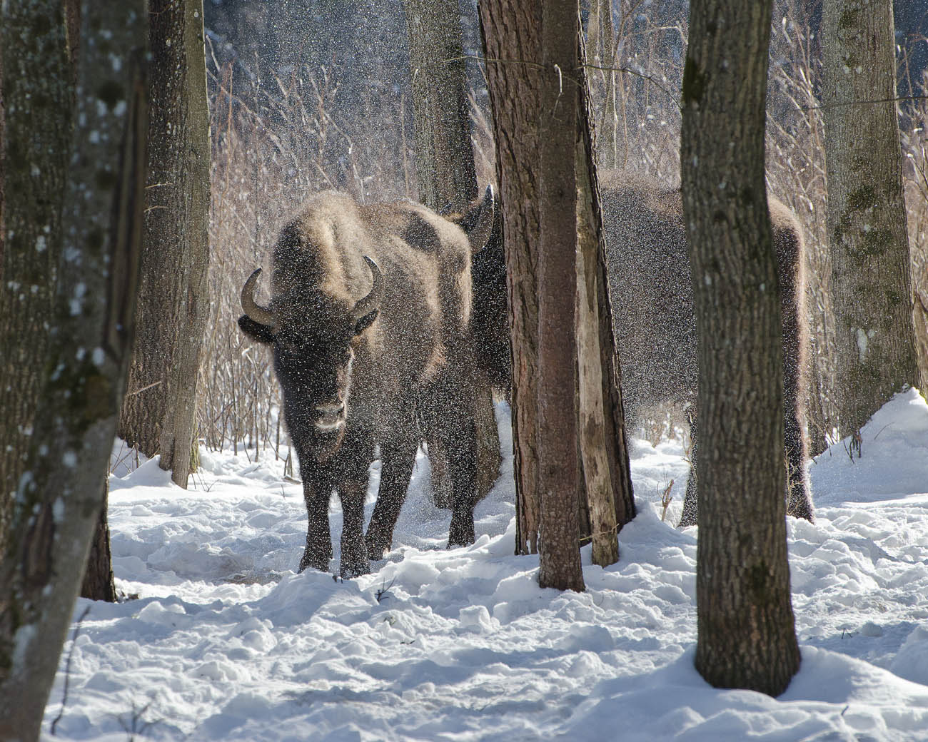 В зыбком серебре Калужских засек