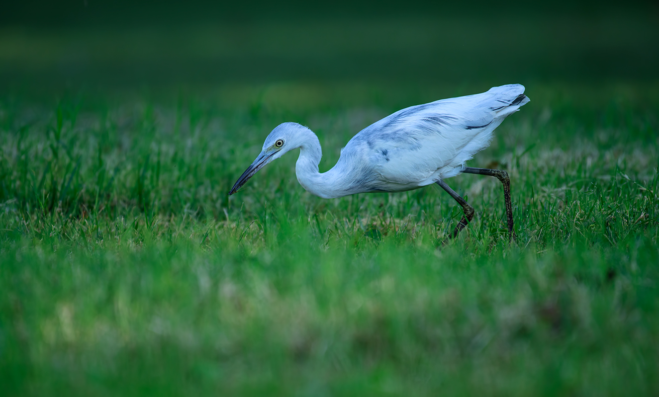 Little blue heron