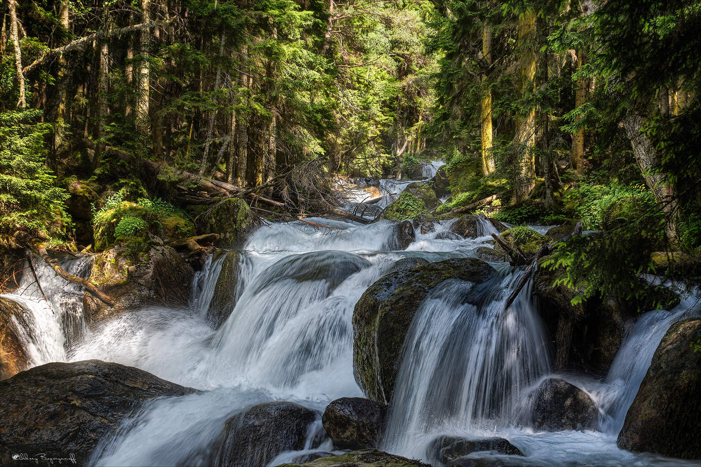 В прохладной чаще.