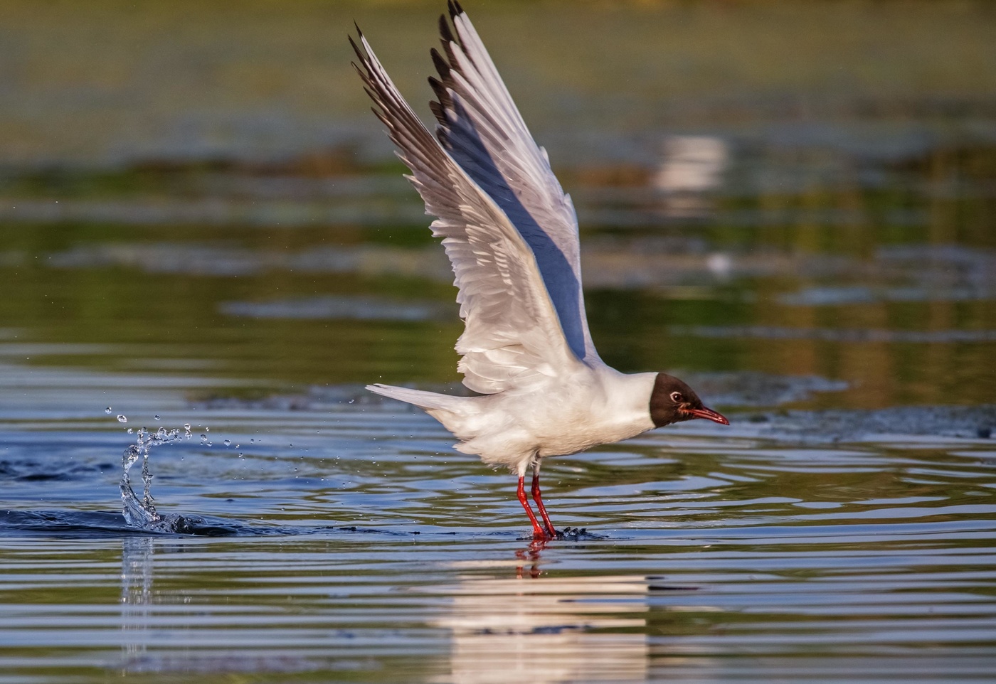 озерная чайка