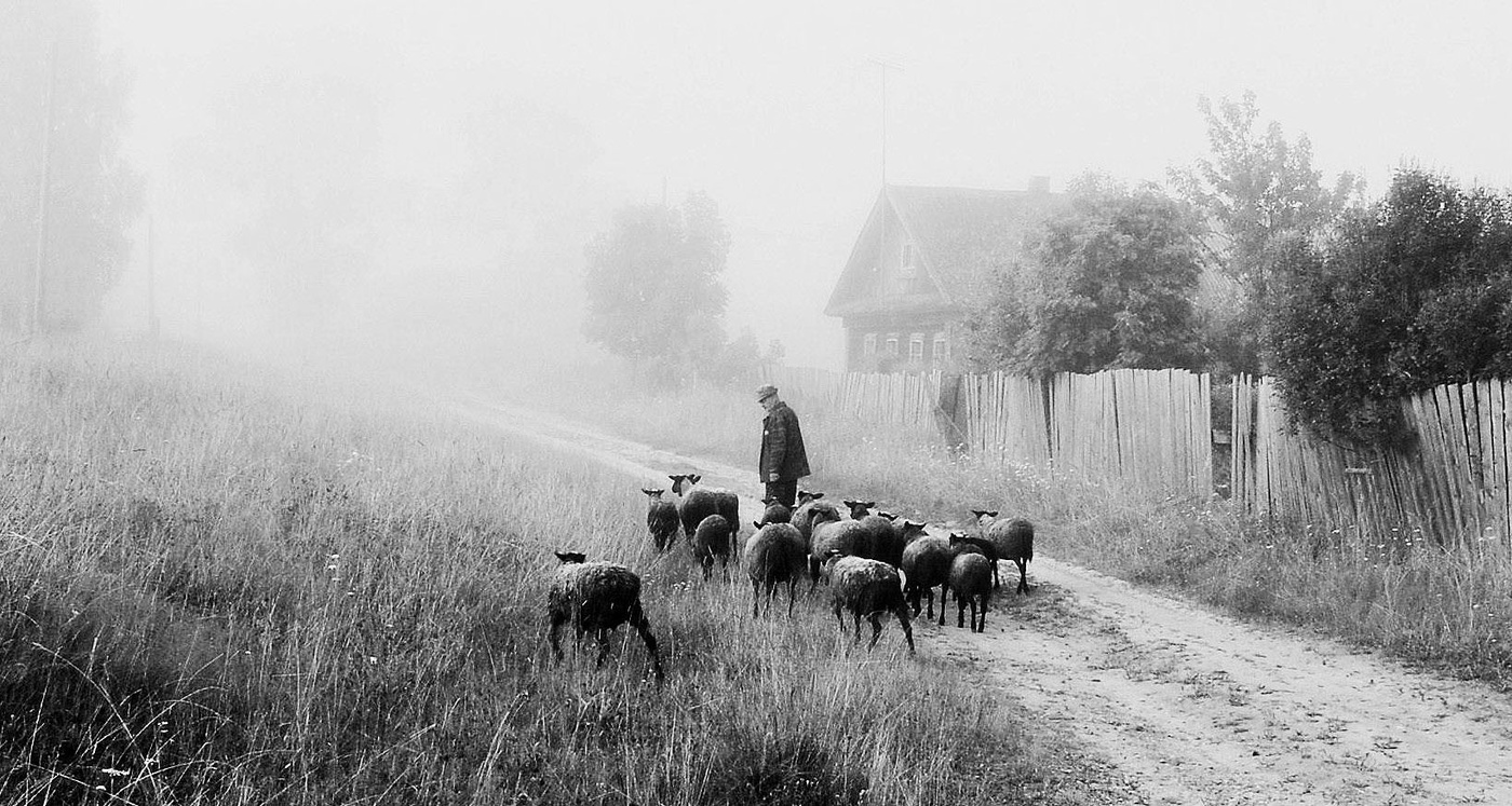 Утро в деревне ...