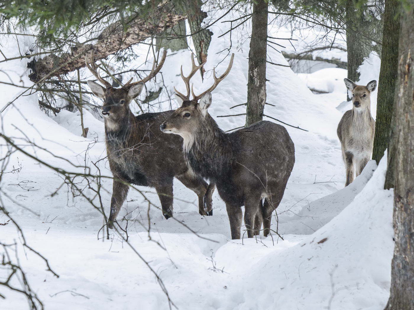 Куда же вы оба, ребята?