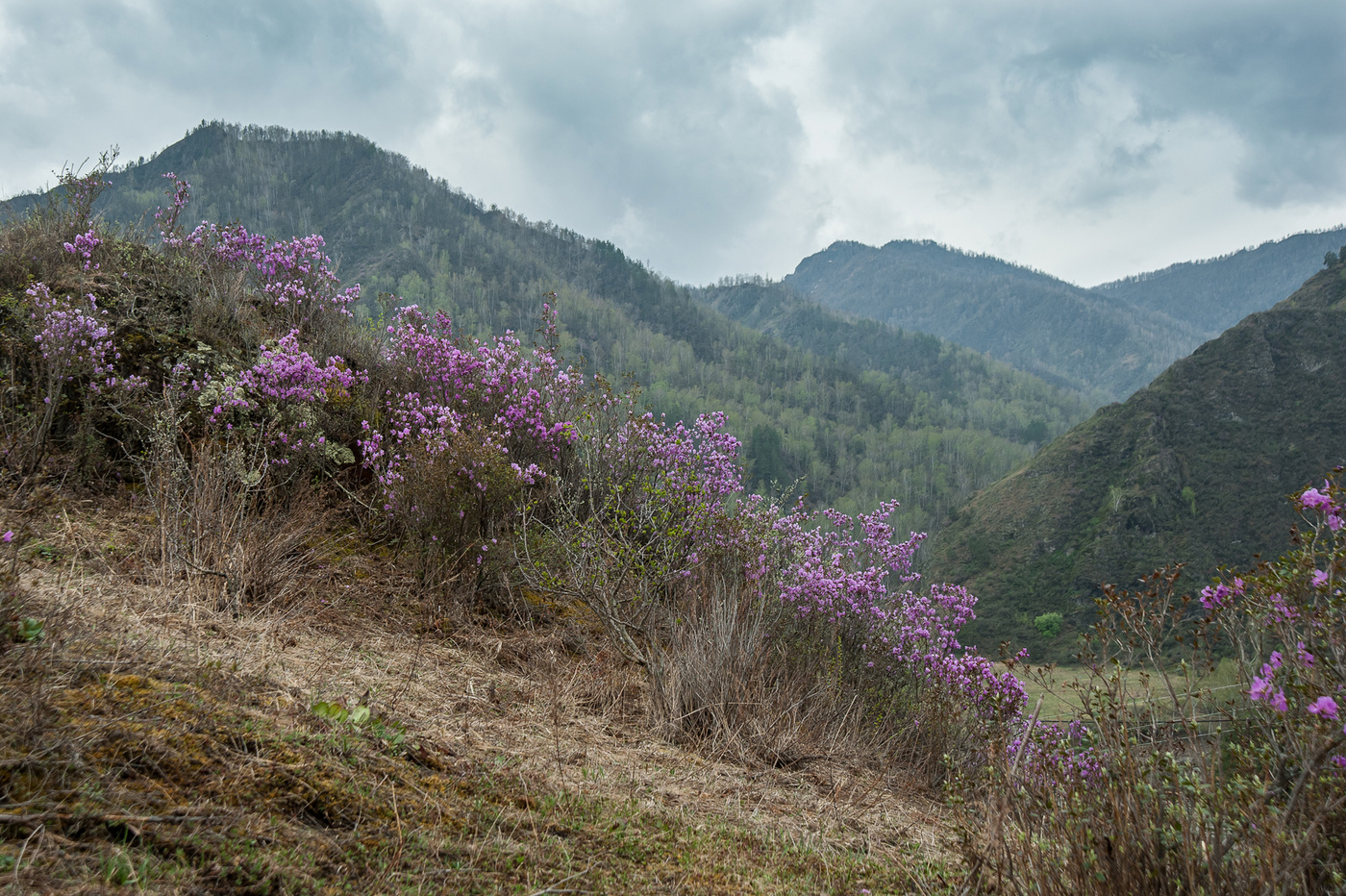 Цветение маральника