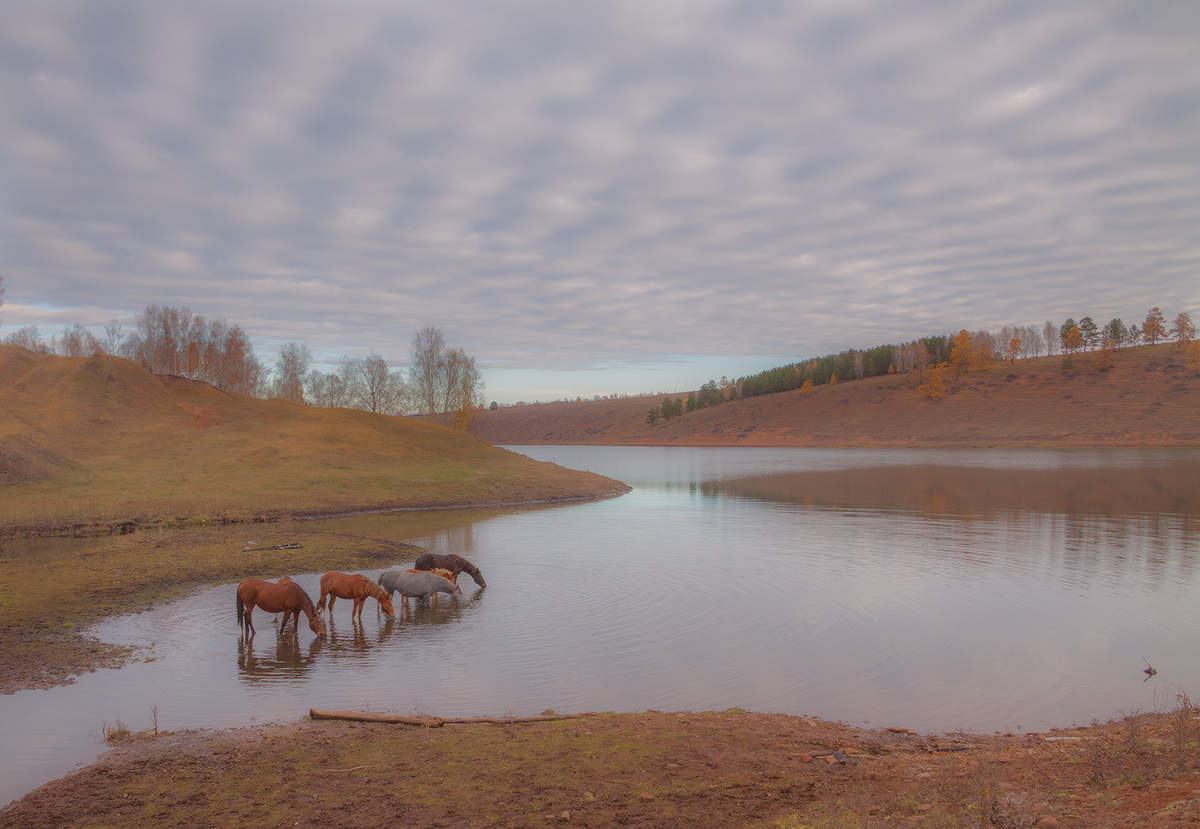 Вечерний водопой