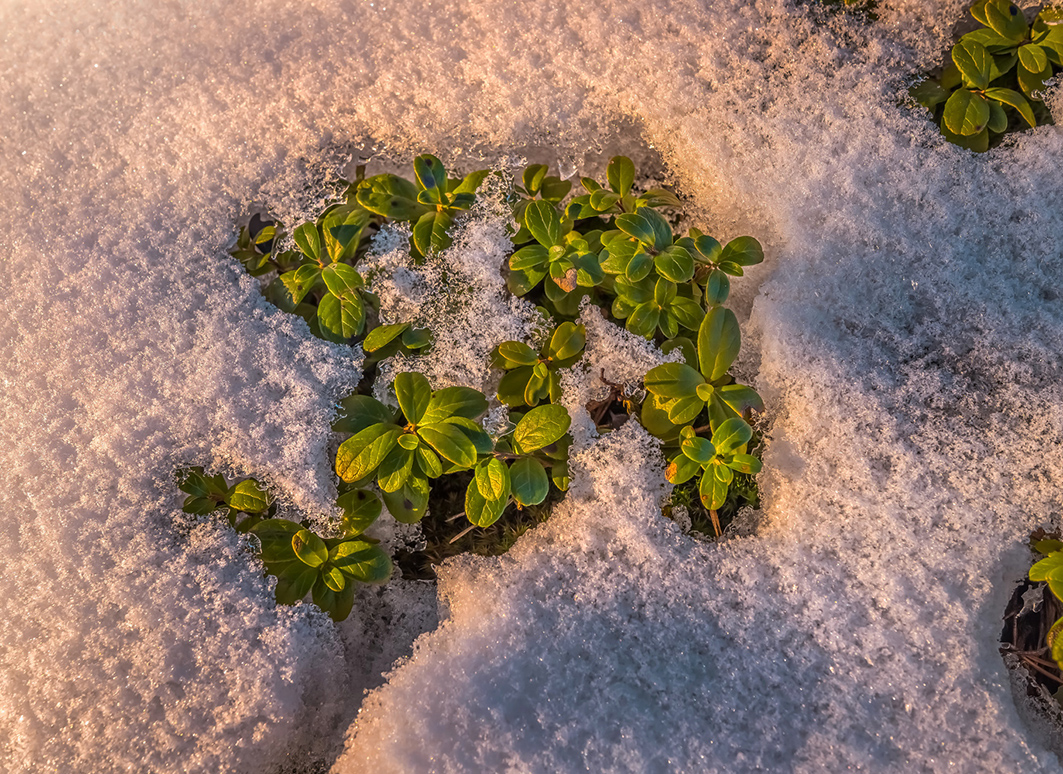 Волшебство весны