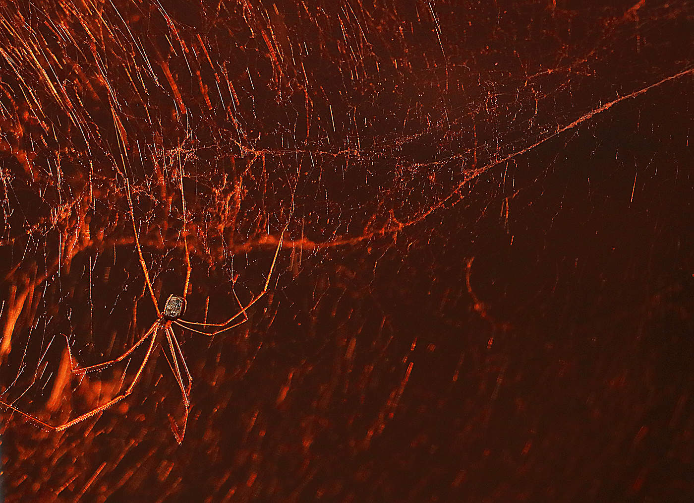 Как призывно, как ласково светится ловушка...