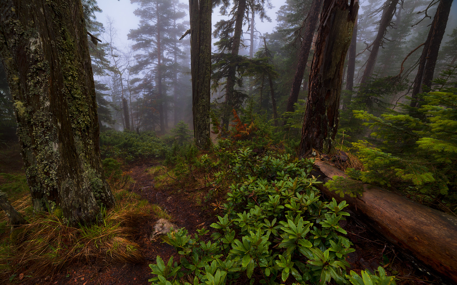 С туманом и рододендронами у тропы