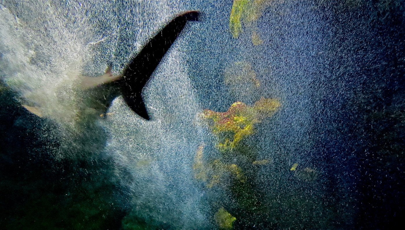 Во флешмобе «Конь в пальто»