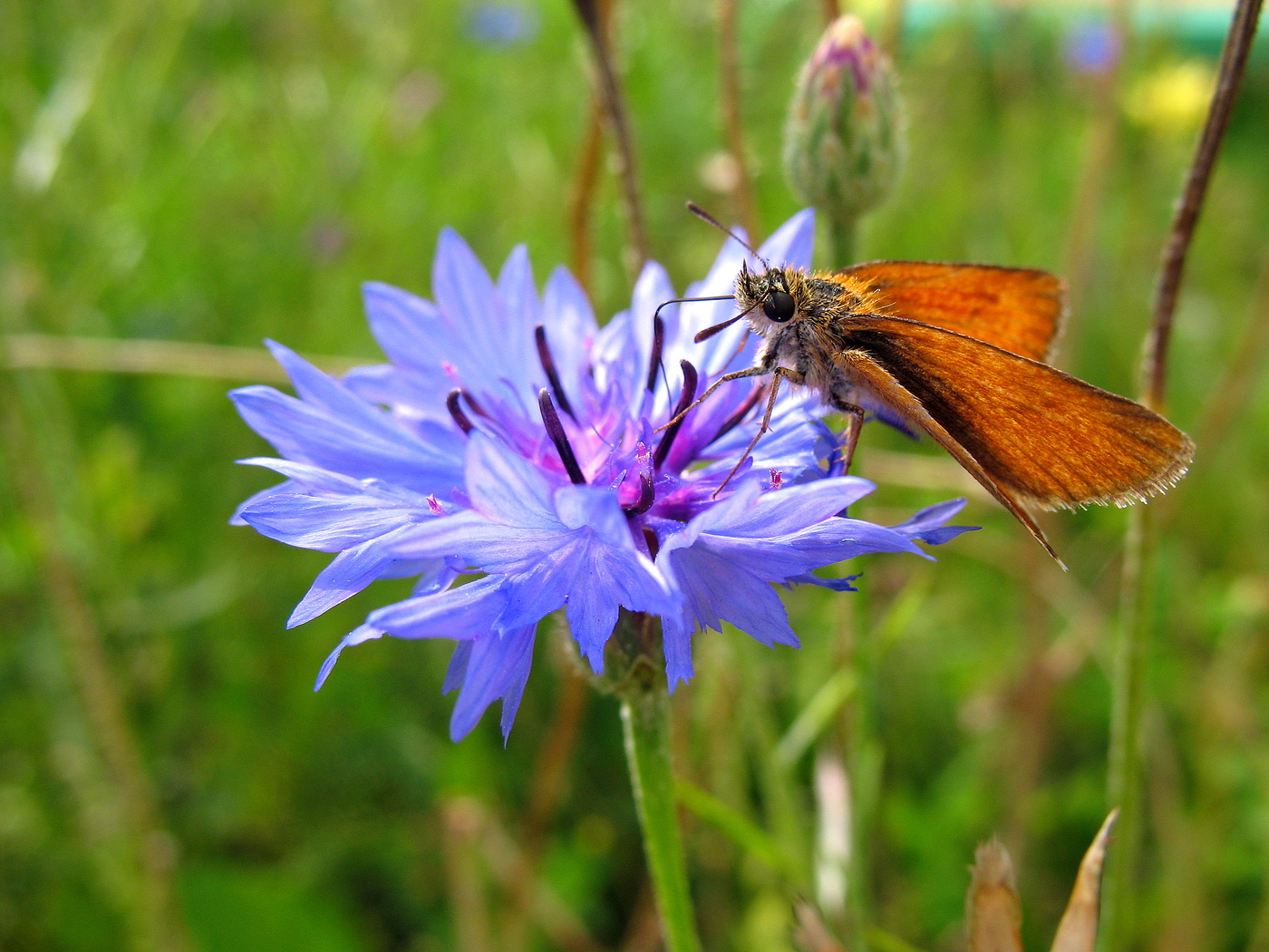 Толстоголовка на васильке