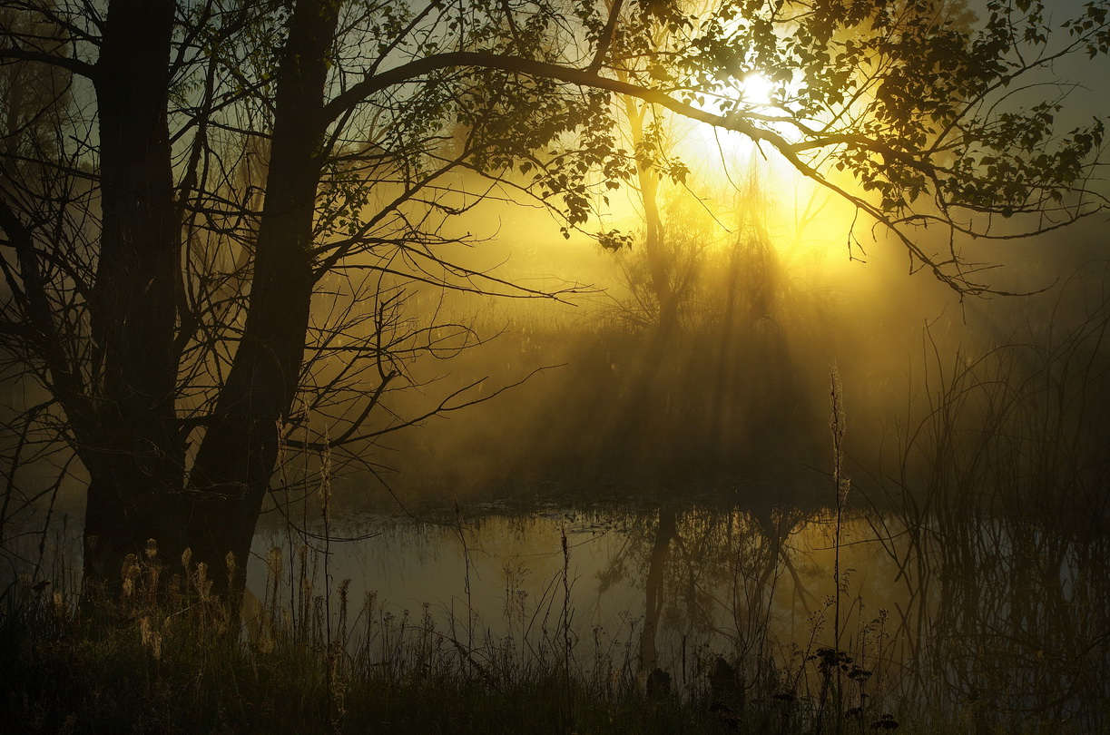 Лился утренний свет