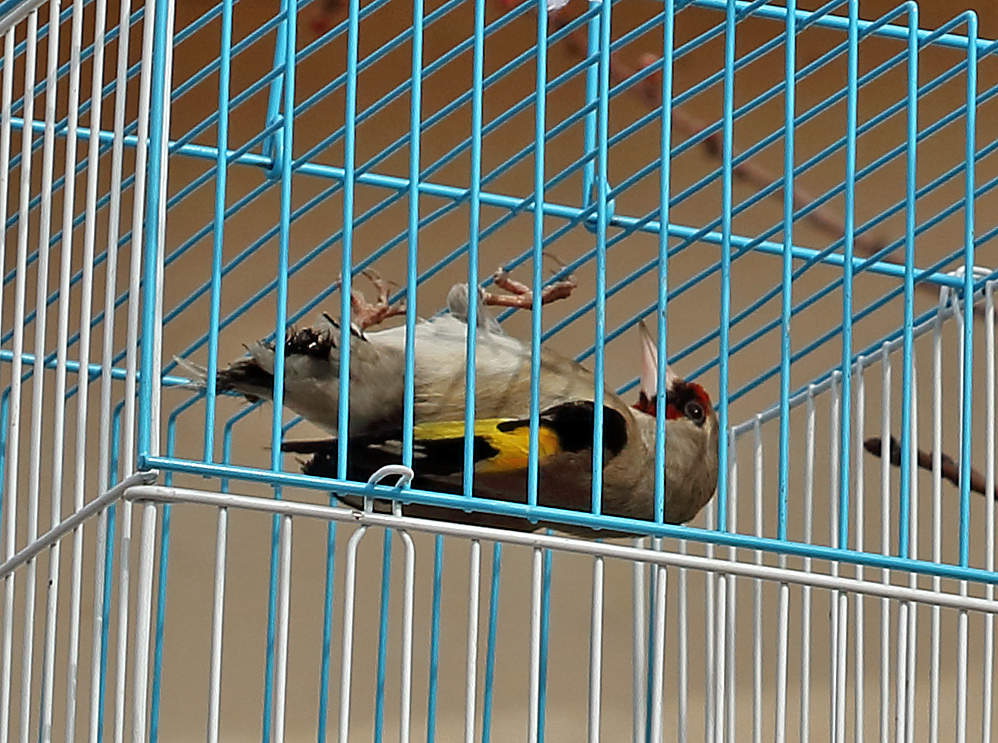 Ой, мне плохо... помираю... Скорее дайте вкусняшку!