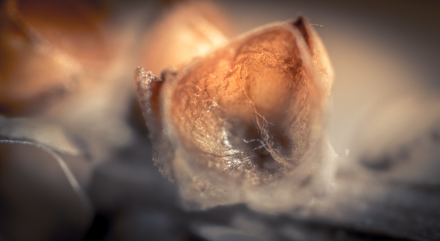 Сияет золотом...