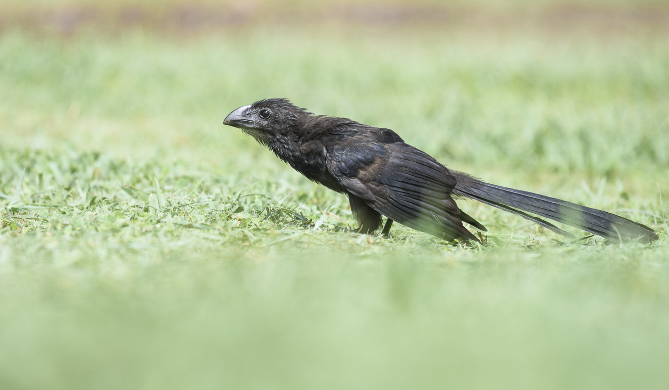 Smooth-billed Ani