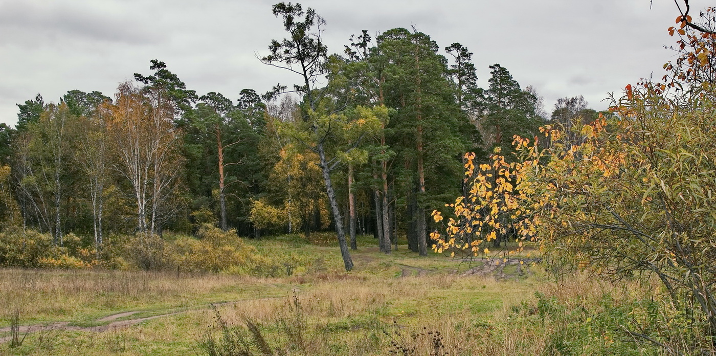 *На лесной опушке**