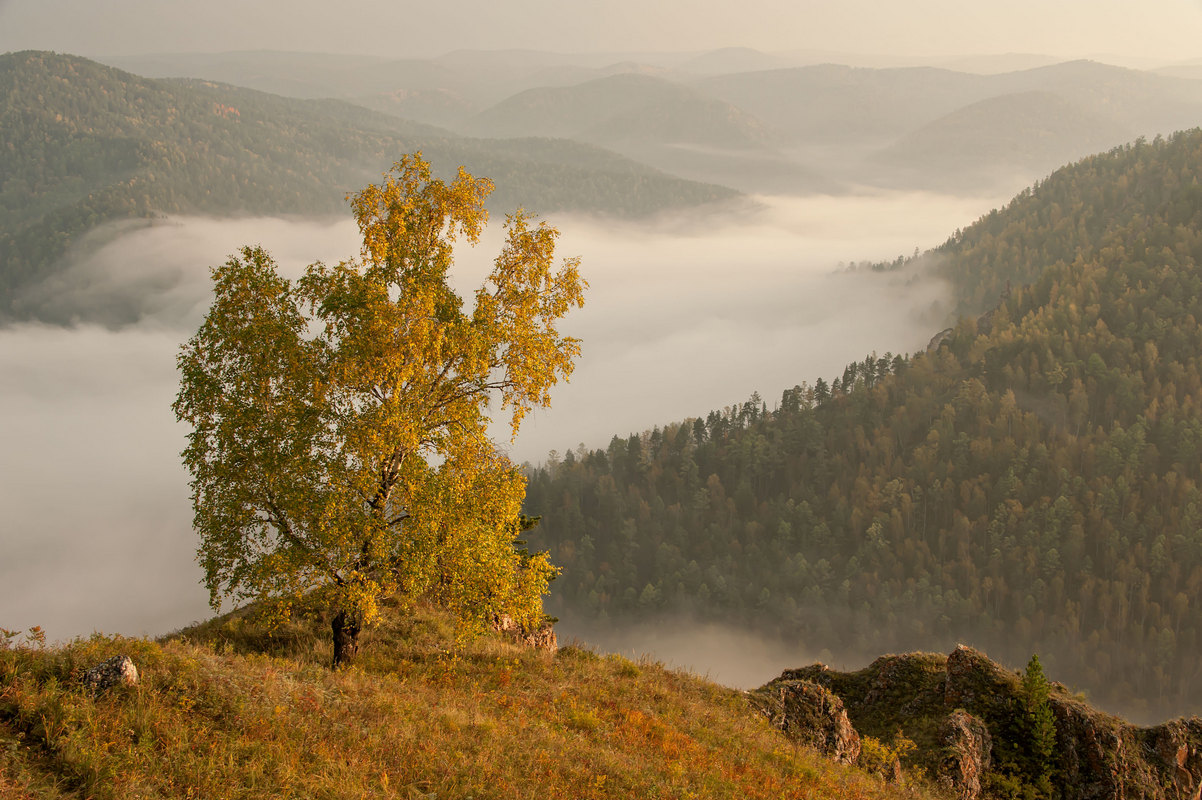 Берёзка с туманом...