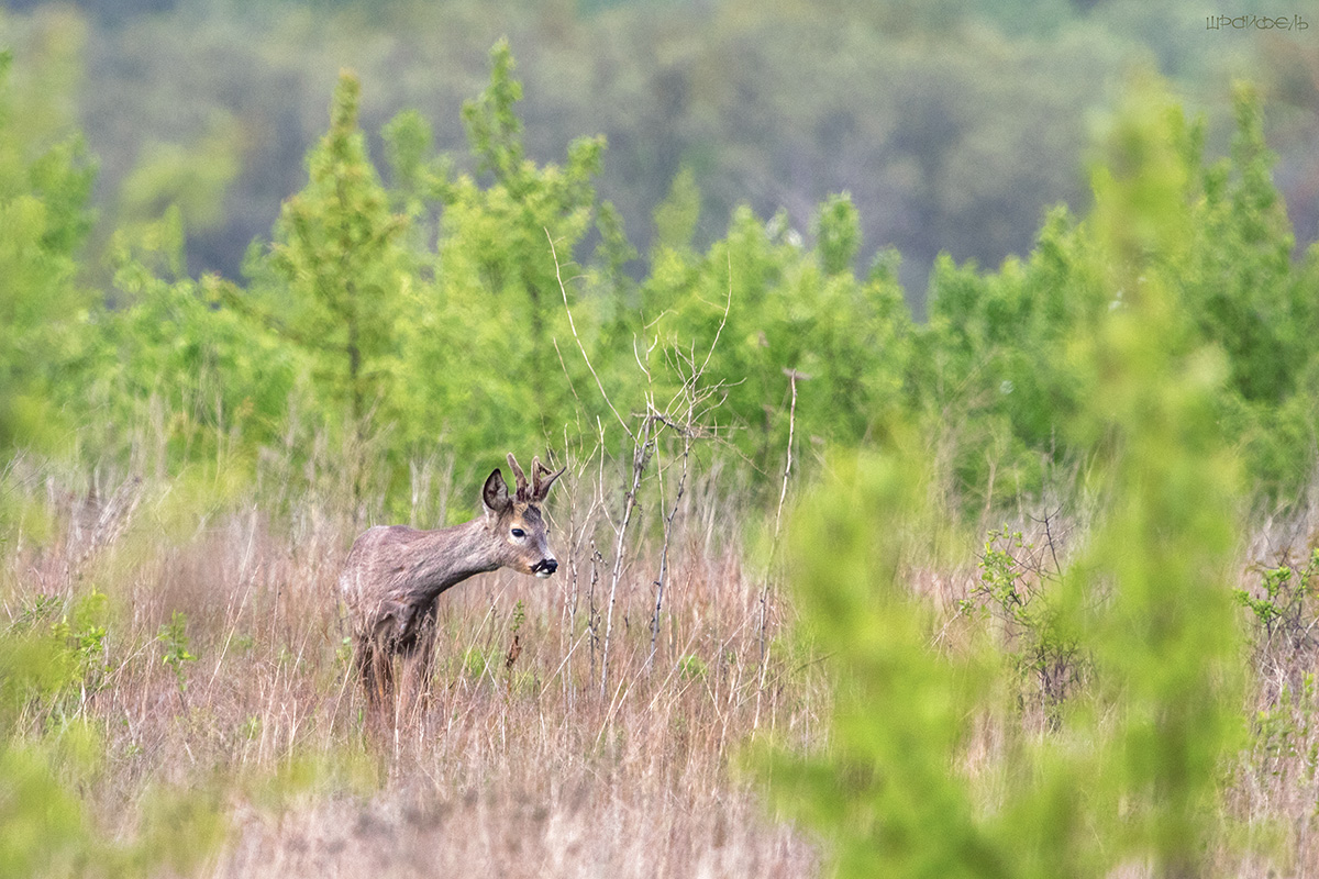 Меня пока не заметил