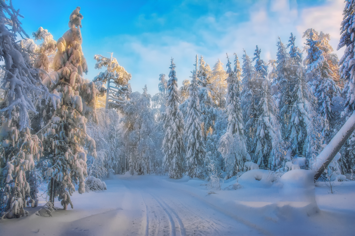 Лесная сказка