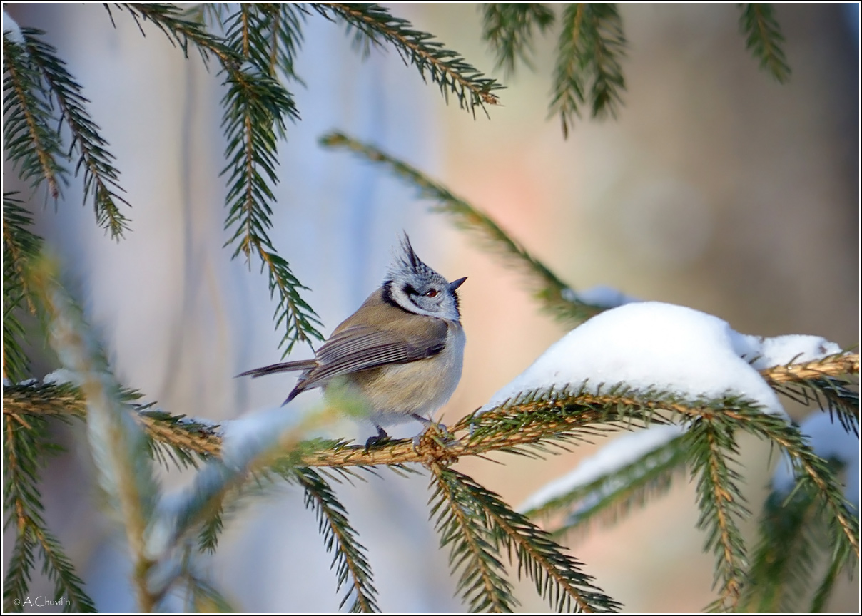 В зимнем лесу