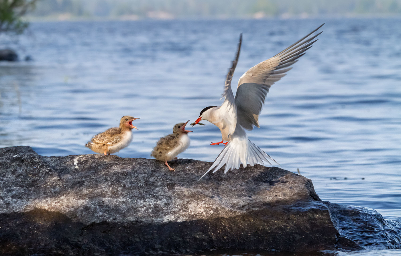 Наша мама пришла....