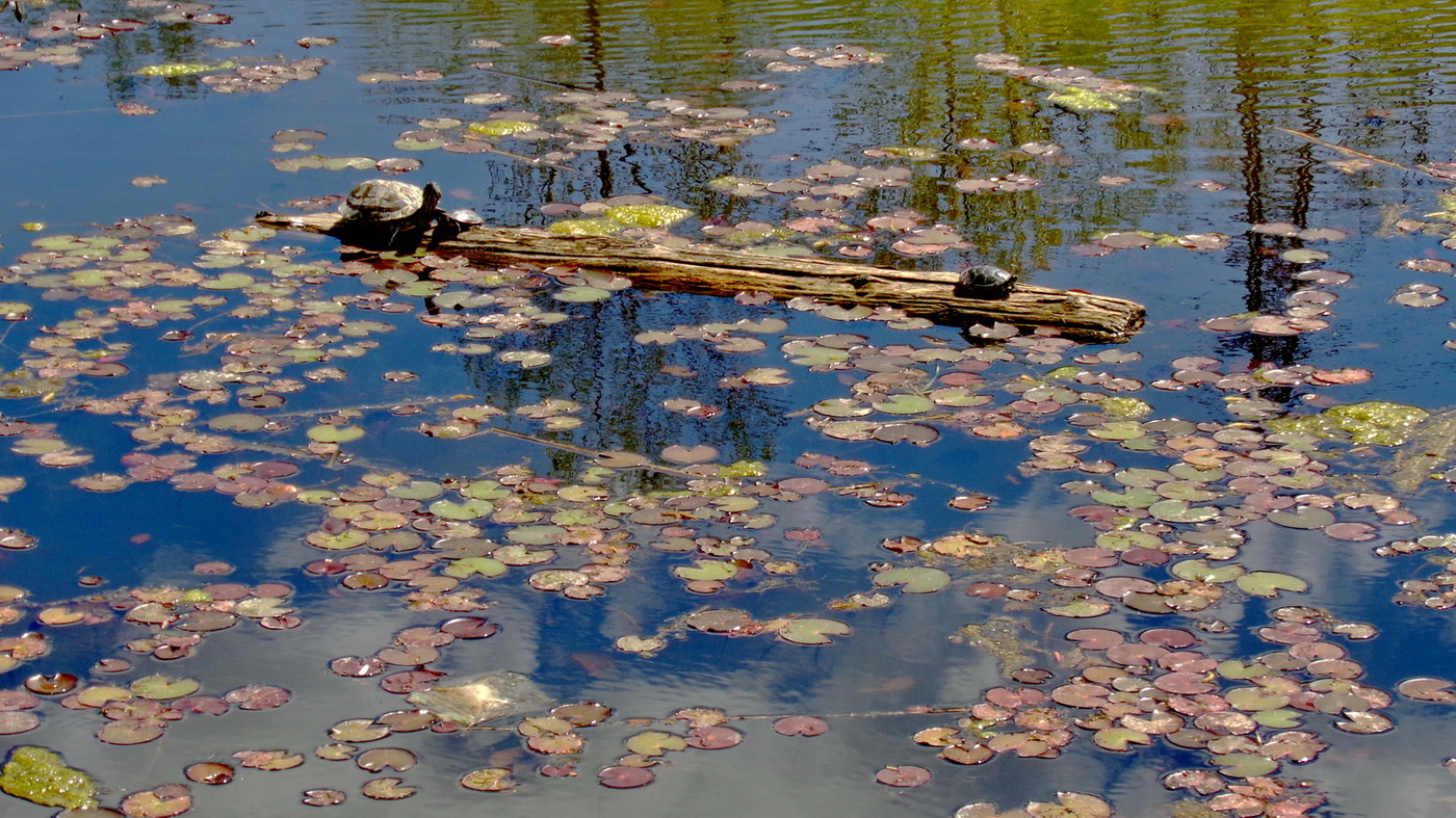черепаховый эдем