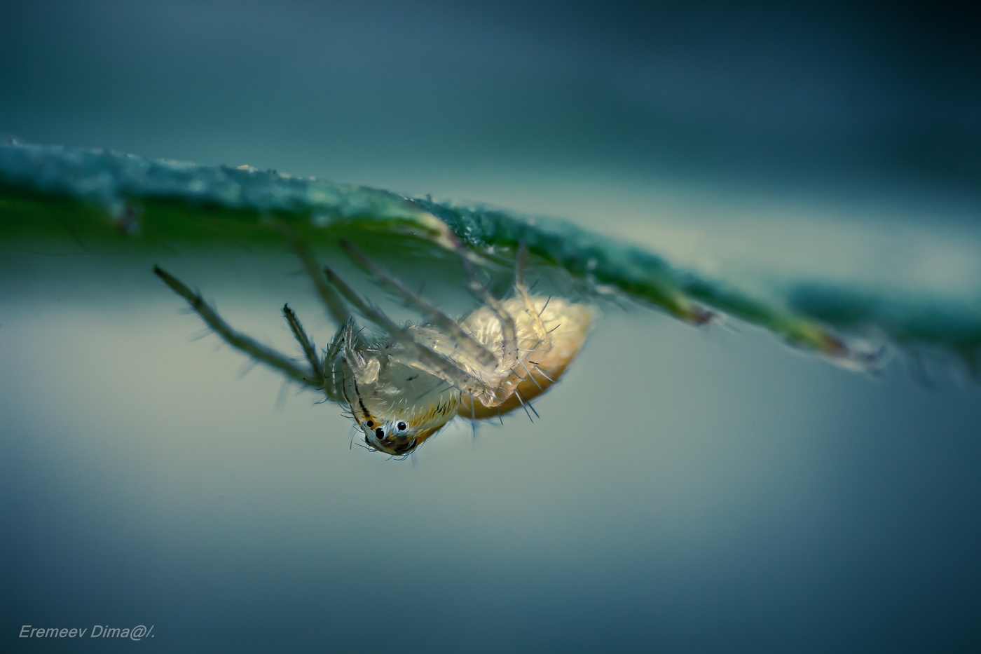 Микроскопический паучок...#2