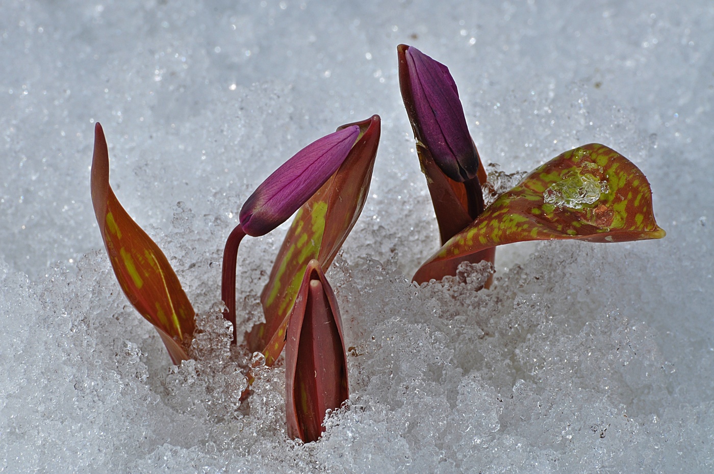 Таяние снега и Кандык