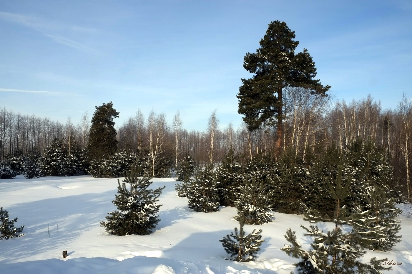 Сосны и берёзы.