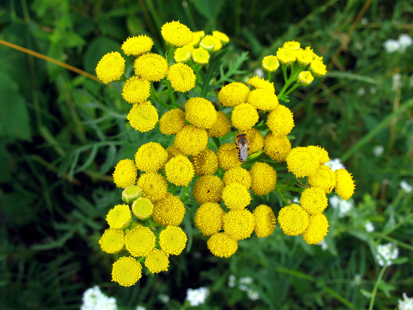 Пижма и пчёлка