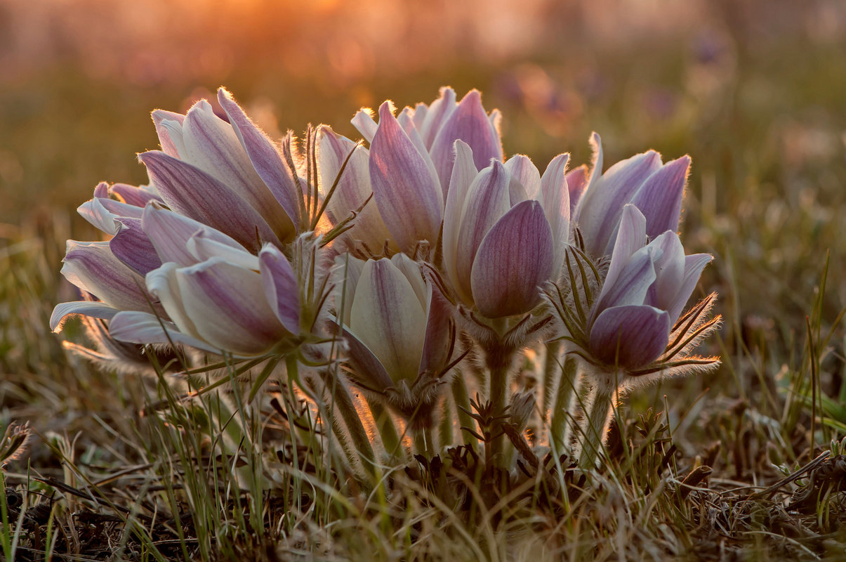 По весеннему на исходе дня...