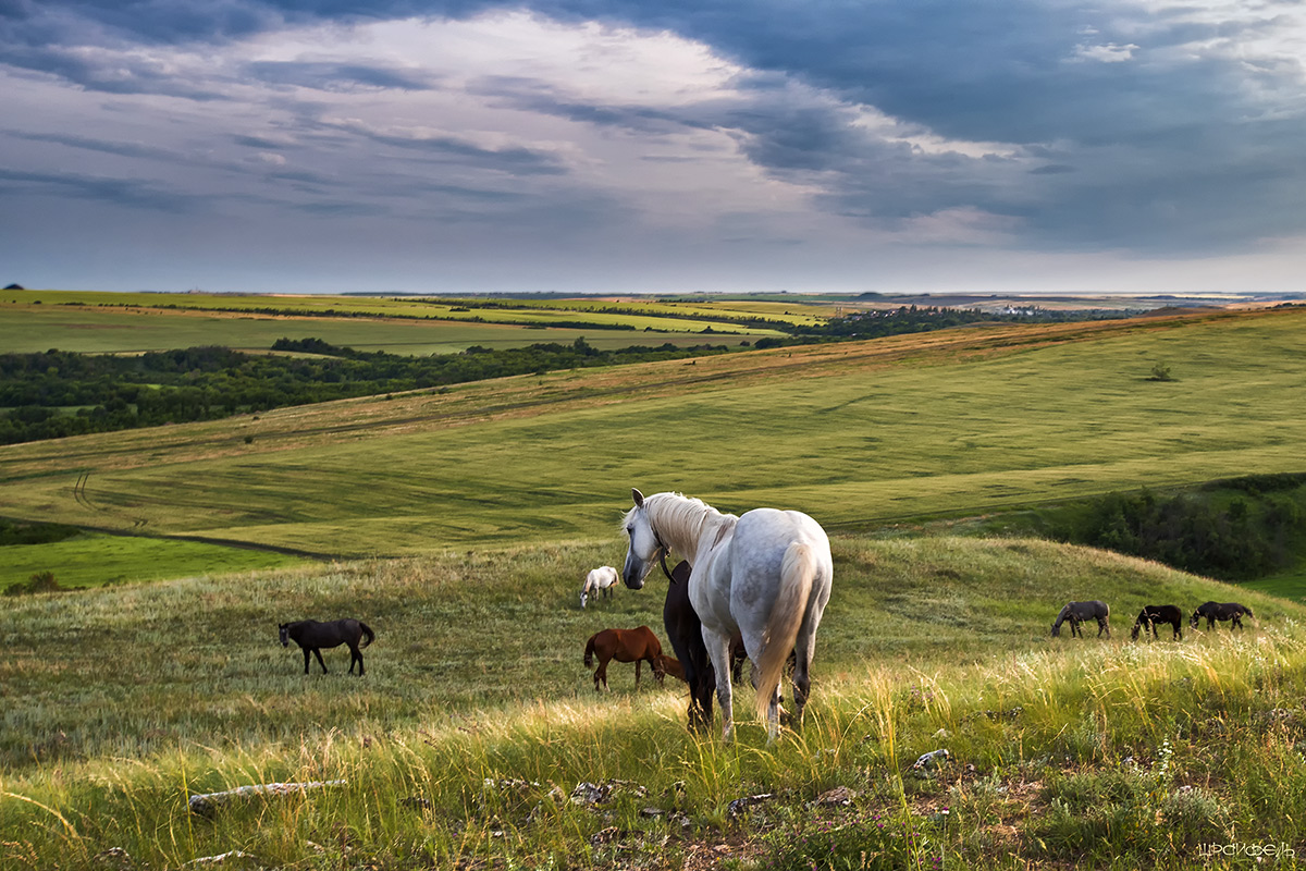 На просторах степных