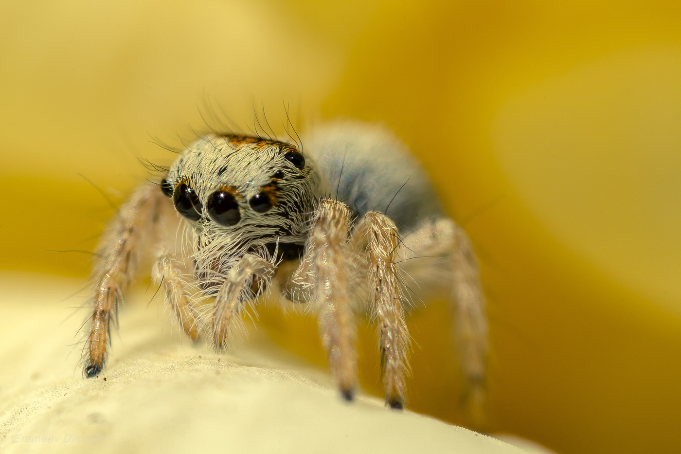 Лупоглазый, любопытный.