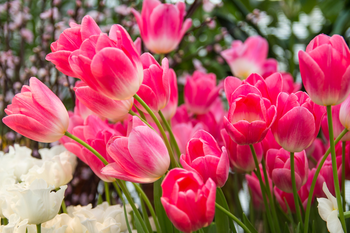 "Весна идёт, Весне дорогу!..."