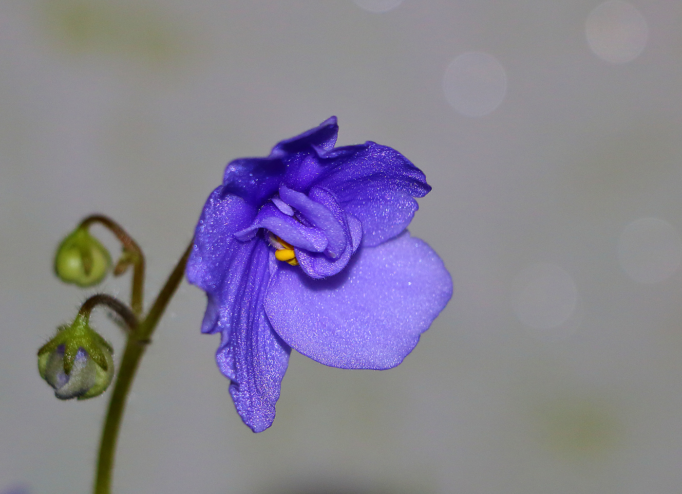 Фиалка и детки