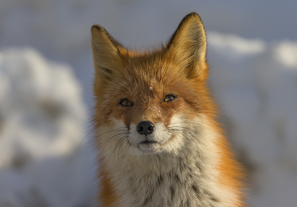 Зимний портрет