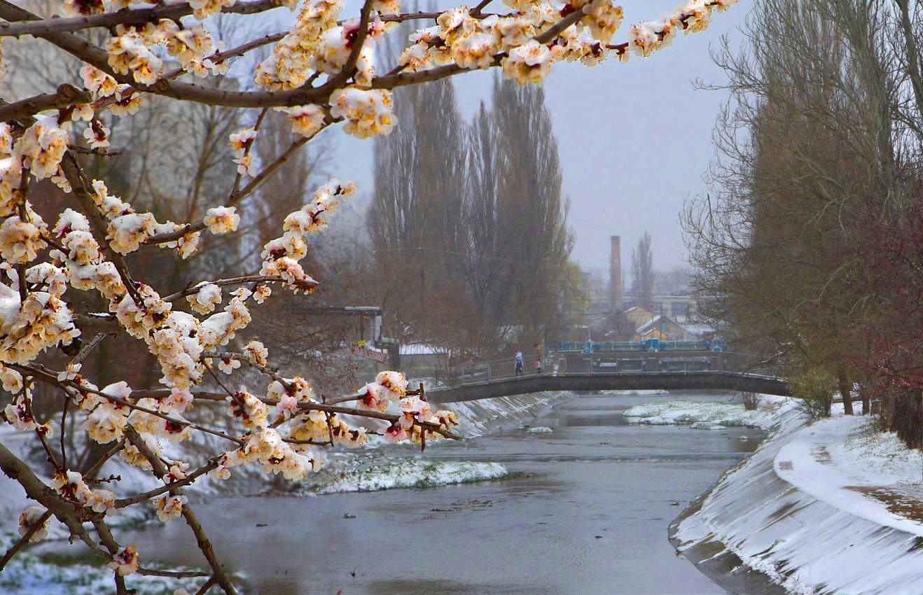 Пушистая весна