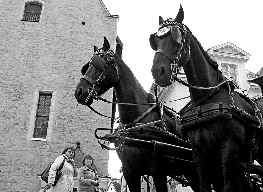 Пара гнедых