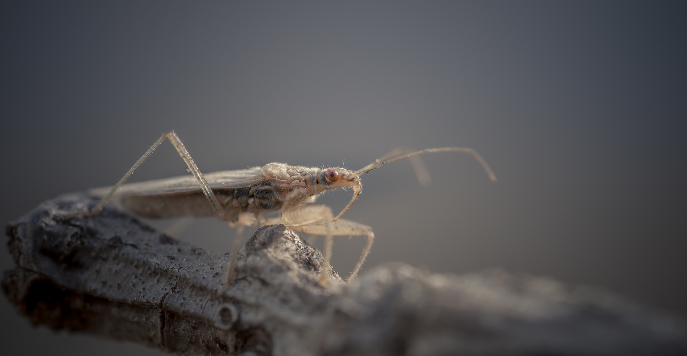 Очень маленький позёр...
