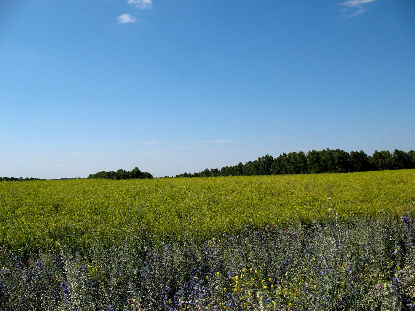 Сибирское поле