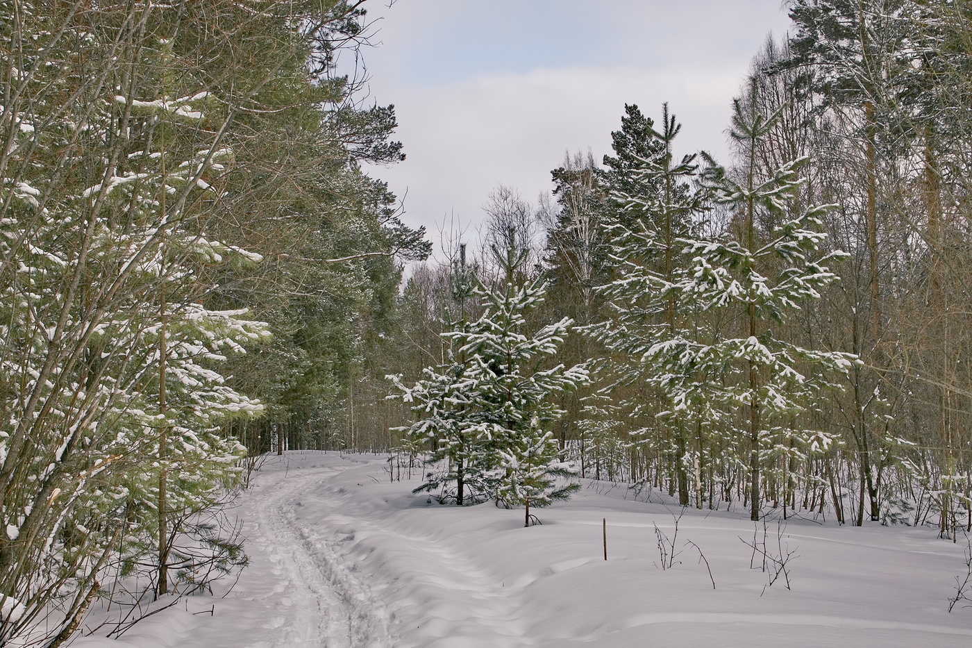 *ЛЕСНАЯ ТРОПИНКА**