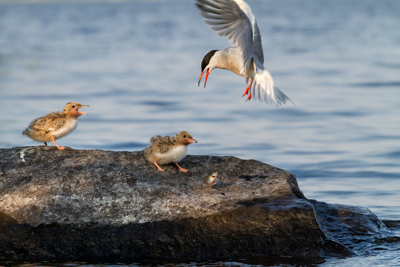 Везучий окунь...
