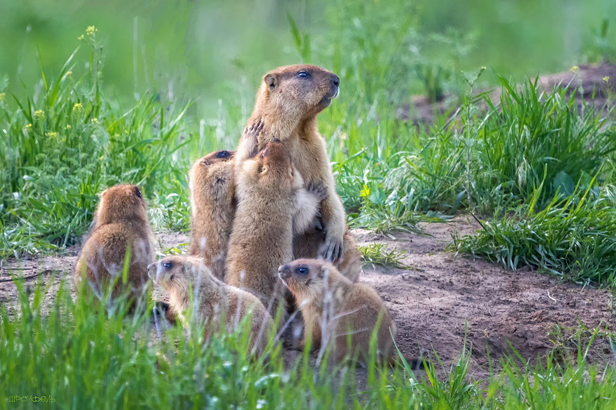 Мамочка родная