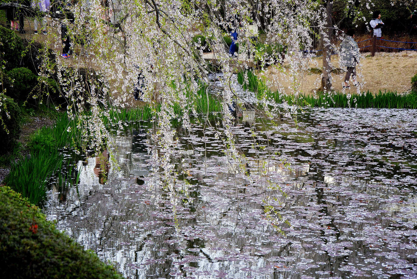 Отражение весны.