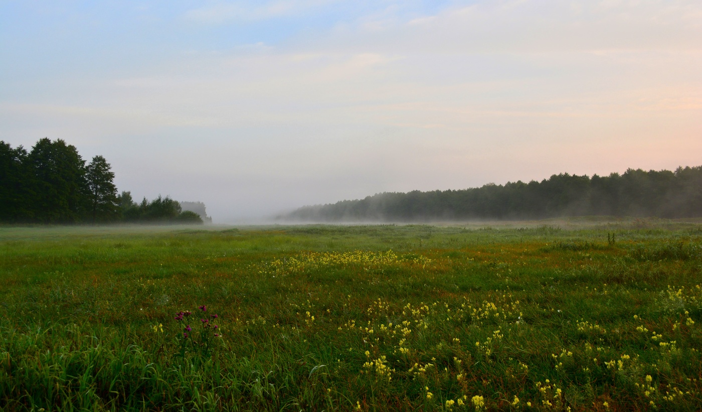 Утренний луг
