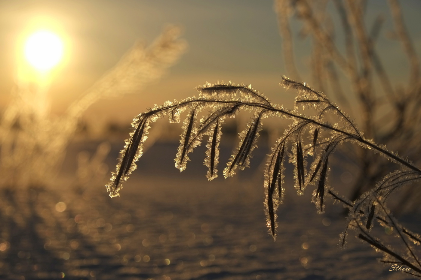 Утренний иней весны.