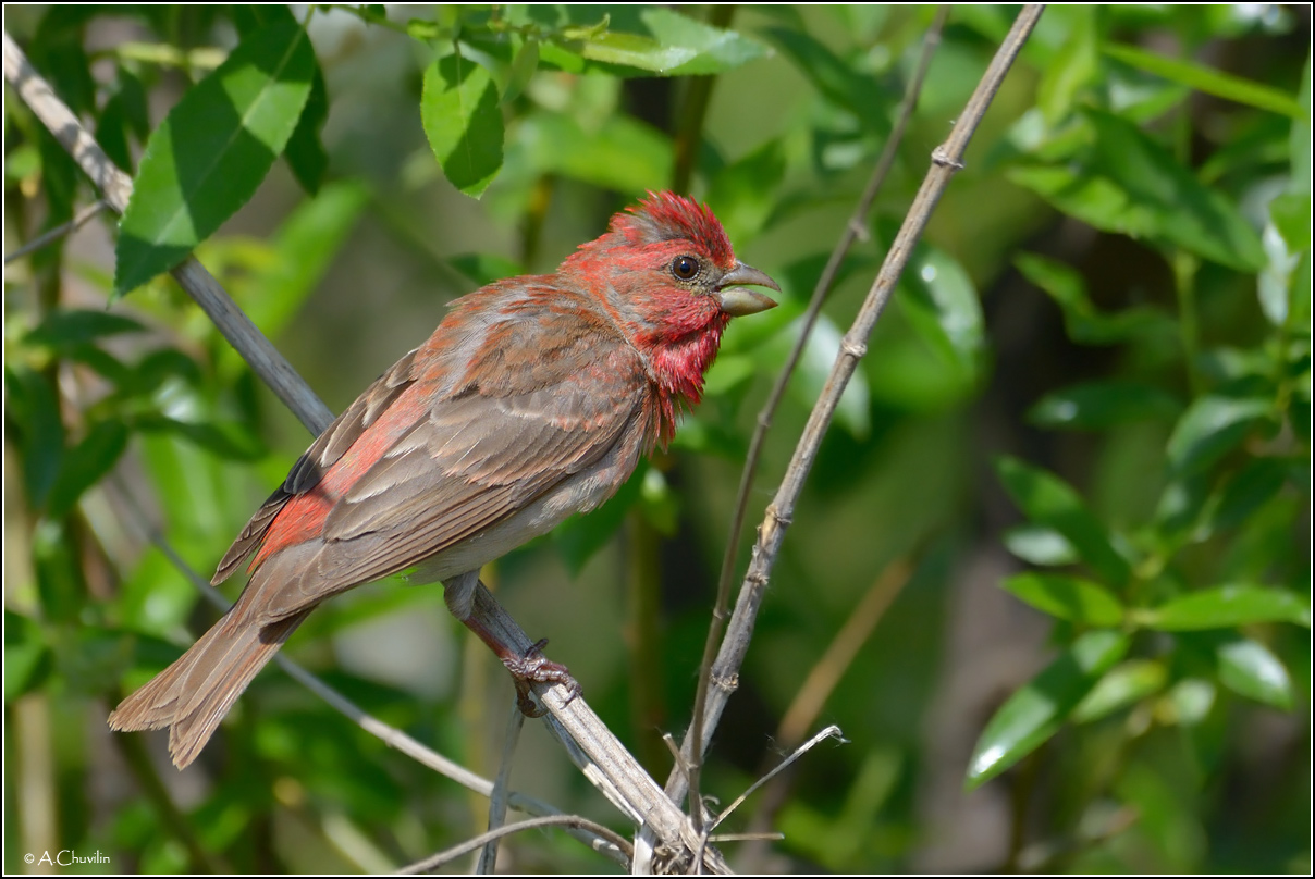 Воробей крашеный )