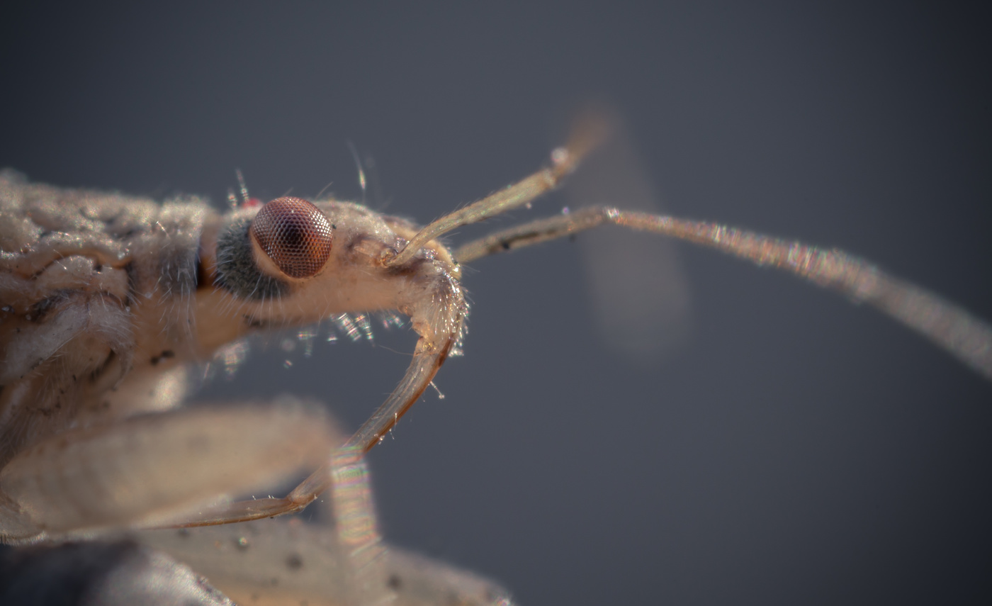 Портрет в профиль, Маленького позёра...