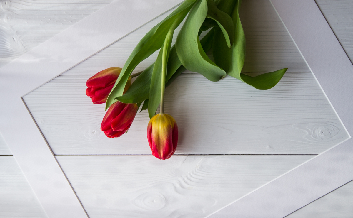 тюльпаны