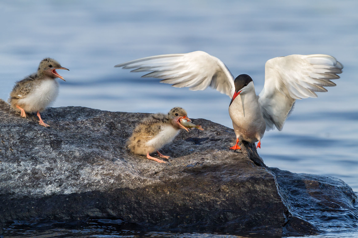 Приятного аппетита....