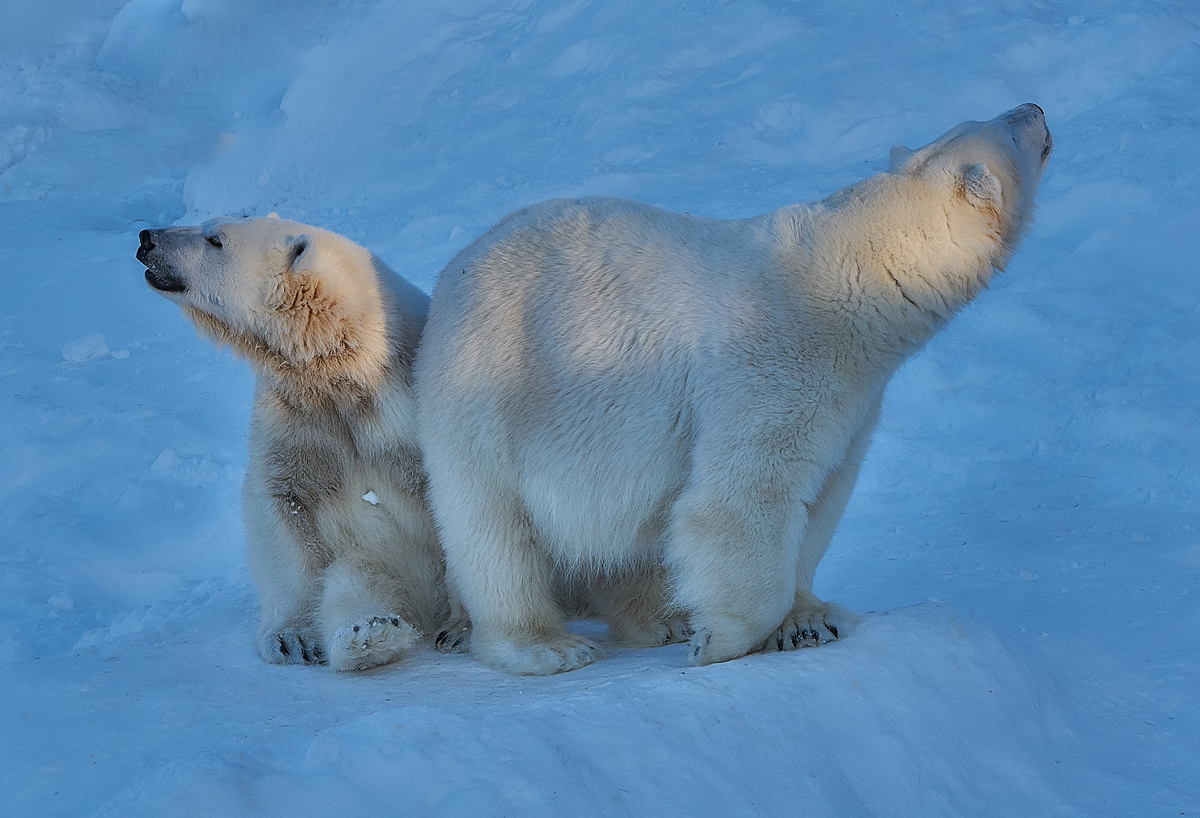Щас спою...!!!