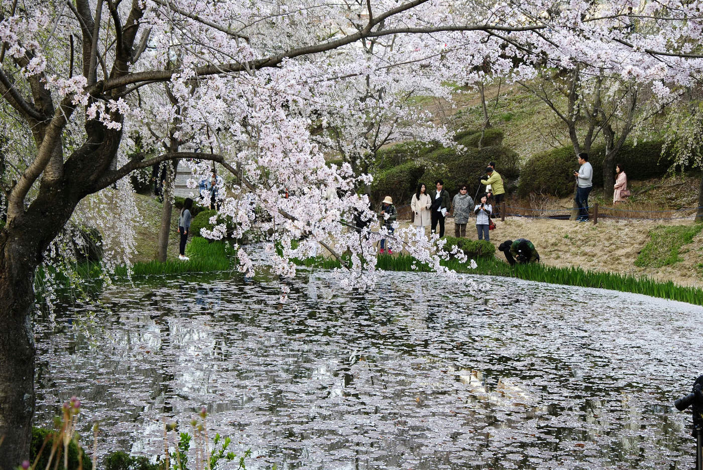 Любование весной.